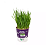 Plantas Para Pets Trigo Orgânico - Graminha Pet - Imagem 2