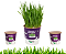 Plantas Para Pets Trigo Orgânico - Graminha Pet - Imagem 4