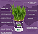 Plantas Para Pets Trigo Orgânico - Graminha Pet - Imagem 3
