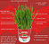 Plantas Para Pets Mix de Cereal Orgânico - Graminha Pet - Imagem 4