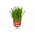 Plantas Para Pets Mix de Cereal Orgânico - Graminha Pet - Imagem 2