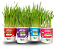 Plantas Para Pets Mix de Cereal Orgânico - Graminha Pet - Imagem 7