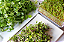 Sementes de Microverdes de Agrião Ravi do Seco 100g - Isla PRO - Imagem 7