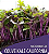 Sementes de Microverdes de Couve Kale Califórnia 100g - Isla PRO - Imagem 2