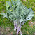 Sementes de Microverdes de Couve Kale Califórnia 100g - Isla PRO - Imagem 4