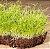 Sementes de Microverdes de Cebola Durga 2g - Isla Multi - Imagem 6
