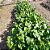 Sementes de Rabanete Gigante Siculo - 100g - Isla PRO - Imagem 2