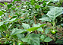 Sementes de Jiló Verde Escuro Morro Grande 250mg - Isla Original - Imagem 3