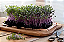 Sementes de Microverdes de Repolho Krishna 1,50g - Isla Multi - Imagem 6