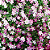Sementes de Gypsophila Mosquitinho Sortido 300mg - Isla Multi - Imagem 2