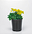Sementes de Alyssum Saxatile Amarelo Perene 300mg - Isla Multi - Imagem 3