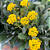 Sementes de Alyssum Saxatile Amarelo Perene 300mg - Isla Multi - Imagem 6