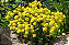 Sementes de Alyssum Saxatile Amarelo Perene 300mg - Isla Multi - Imagem 2