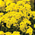 Sementes de Alyssum Saxatile Amarelo Perene 300mg - Isla Multi - Imagem 4