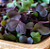 Sementes de Microverdes de Rabanete Sarvesh Roxo 100g - Isla PRO - Imagem 5