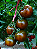Sementes de Tomate Indet. Salada (Redondo) Diamante Negro 500mg - Isla Multi - Imagem 3