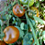 Sementes de Tomate Indet. Salada (Redondo) Diamante Negro 500mg - Isla Multi - Imagem 6