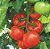 Sementes de Tomate Hibrido Akrai 40mg - Isla Super - Imagem 2