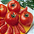 Sementes de Tomate Hibrido Cedro 40mg - Isla Super - Imagem 3