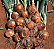 Sementes de Cebola Crioula 300mg - Isla Original - Imagem 4