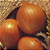 Sementes de Cebola Crioula 300mg - Isla Original - Imagem 3