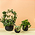 Tutor para Plantas Urban Arcos Preto - 50cm - Raiz - Imagem 3