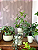Tutor para Plantas Urban Arcos Branco - 50cm - Raiz - Imagem 4