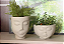Vaso Face Menino 14 Cimento - Terraza - Nutriplan - Imagem 3