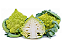 Sementes de Couve-Brócolis Romanesco 800mg - Isla Multi - Imagem 4