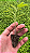 Substrato Especial Turfa e Casca de Arroz - Carolina Soil 541 EC 1,0 - Plantio e Germinação - 8kg - Imagem 5