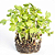 Sementes de Microverdes de Couve Mahara 100g - Isla PRO - Imagem 3