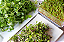 Sementes de Microverdes de Couve Mahara 100g - Isla PRO - Imagem 2