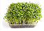 Sementes de Microverdes de Coentro Maya 100g - Isla PRO - Imagem 3