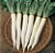 Sementes de Microverdes Nabo/Rábano Japonês Minowase 100g - Isla PRO - Imagem 6