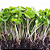 Sementes de Microverdes Nabo/Rábano Japonês Minowase 100g - Isla PRO - Imagem 2
