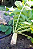 Sementes de Microverdes Nabo/Rábano Japonês Minowase 100g - Isla PRO - Imagem 3