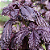 Sementes de Manjericão Toscano Roxo - 50mg - Isla Multi - Imagem 3