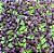Sementes de Manjericão Toscano Roxo - 50mg - Isla Multi - Imagem 5