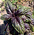 Sementes de Manjericão Toscano Roxo - 50mg - Isla Multi - Imagem 2