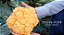 Sementes de Couve-Flor Hibrido Cheddar ( CARTELA C/50 SEMENTES ) Isla PRO - Imagem 4