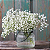 Sementes de Gypsophila Mosquitinho Branco 300mg - Isla Multi - Imagem 2