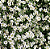 Sementes de Gypsophila Mosquitinho Branco 300mg - Isla Multi - Imagem 4