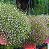 Sementes de Gypsophila Mosquitinho Branco 300mg - Isla Multi - Imagem 6