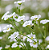 Sementes de Gypsophila Mosquitinho Branco 300mg - Isla Multi - Imagem 3