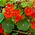 Sementes de Capuchinha Anã Flamenco - 2g - Isla Multi - Imagem 2