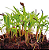 Sementes de Microverdes de Cerefólio - 100g - Isla PRO - Imagem 2