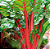 Sementes de Acelga Afrodite - 1,00g - Isla Multi - Imagem 5