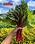 Sementes de Acelga Afrodite - 1,00g - Isla Multi - Imagem 2