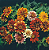 Sementes de Zinnia Persa Anã Sortida - 300 mg - Isla Multi - Imagem 4