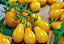 Sementes de Tomate Pera Amarelo Ernesto - 500mg - Isla Multi - Imagem 4